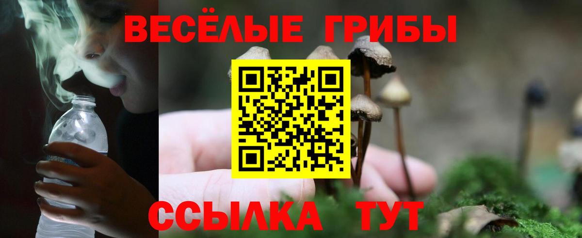 магазин продажи   Грозный  Галлюциногенные грибы Psilocybe  Галлюциногенные грибы Psilocybine cubensis 